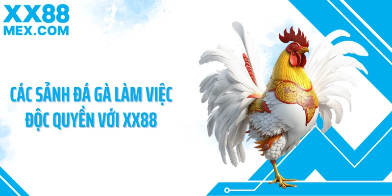 Các sảnh đá gà làm việc độc quyền với XX88